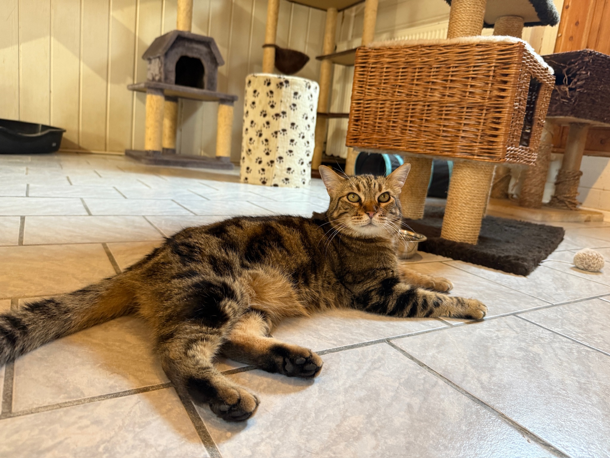 Katze in der Tierpension