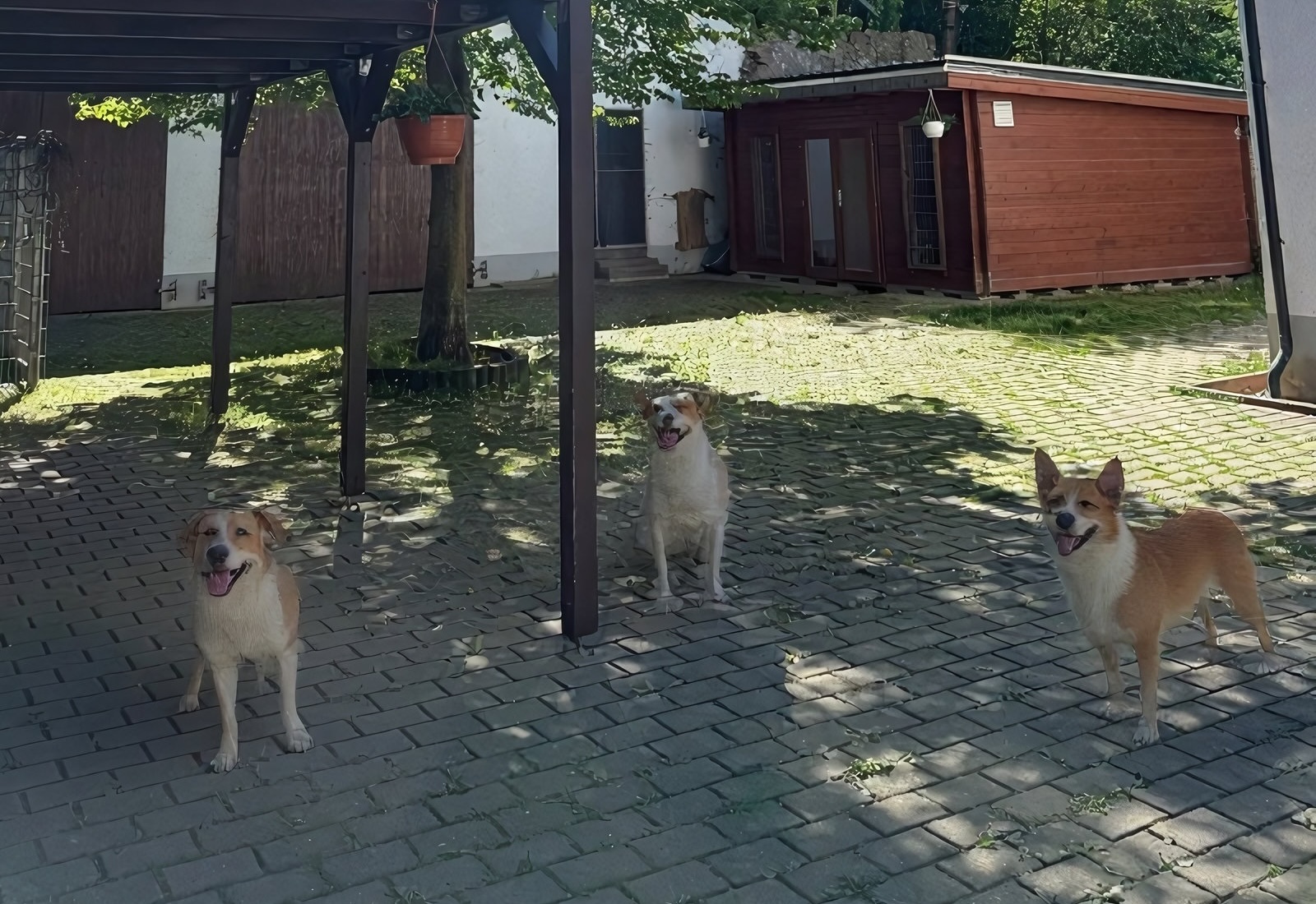 Gruppe von Hunden in der Tierpension