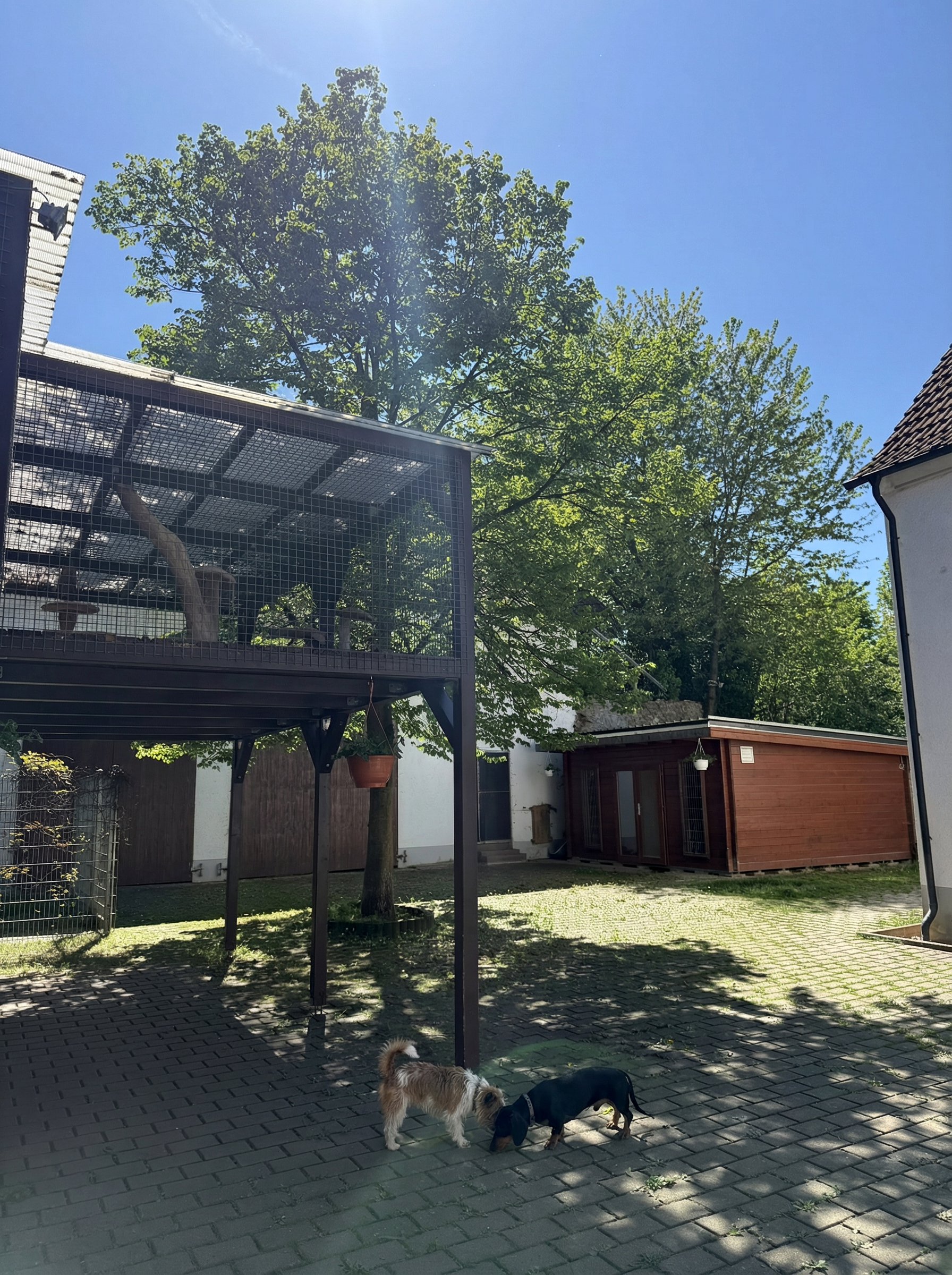 Gruppe von Hunden in der Tierpension