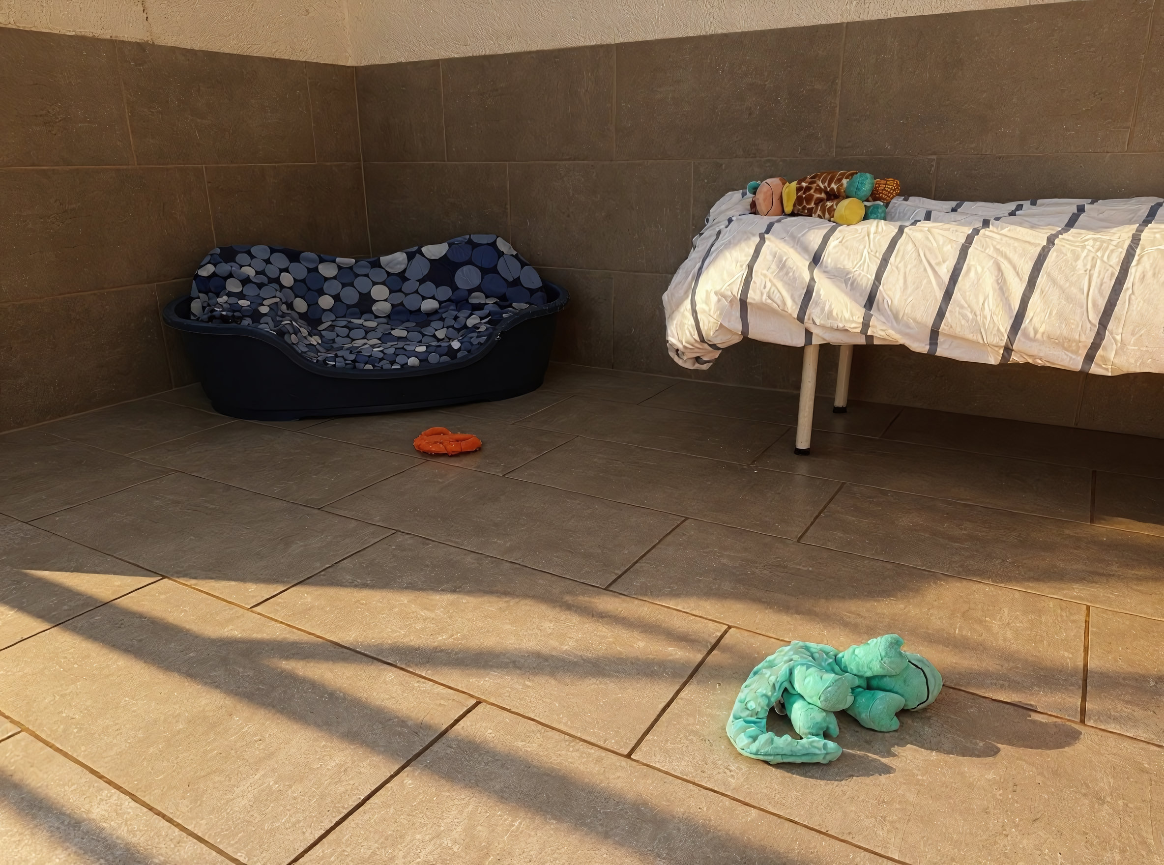 Hundezimmer mit Tageslicht