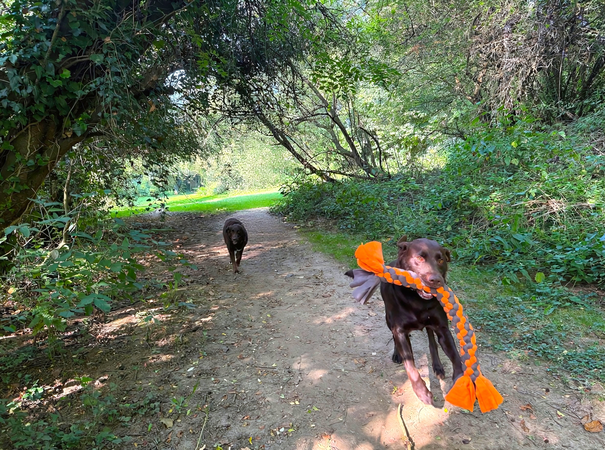 Hund beim Spaziergang